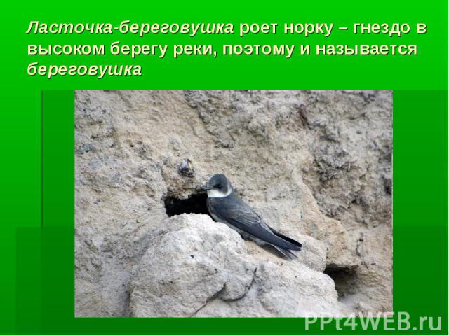 Ласточка-береговушка роет норку – гнездо в высоком берегу реки, поэтому и называется береговушка