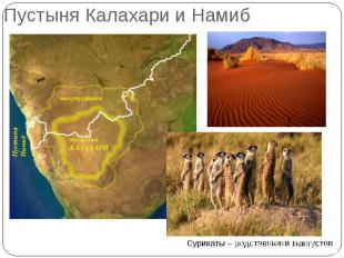 Пустыня Калахари и Намиб Сурикаты – родственники мангустов