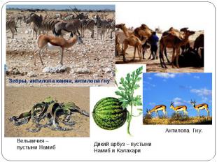 Зебры, антилопа канна, антилопа гнуВельвичия – пустыни НамибДикий арбуз – пустын
