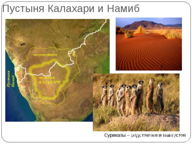 Пустыня Калахари и Намиб Сурикаты – родственники мангустов