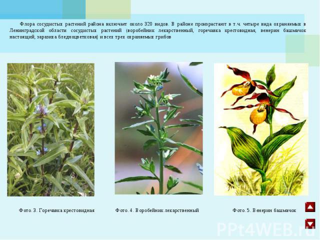 Флора сосудистых растений района включает около 320 видов. В районе произрастают в т.ч. четыре вида охраняемых в Ленинградской области сосудистых растений (воробейник лекарственный, горечавка крестовидная, венерин башмачок настоящий, заразиха бледно…
