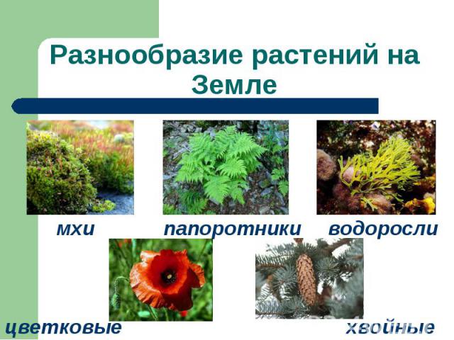 Разнообразие растений на Земле