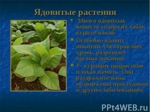 Ядовитые растения Много ядовитых веществ содержит табак курительный. Особенно яд