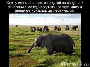 Хотя у слонов нет врагов в дикой природе, они занесены в Международную Красную к