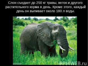 Слон съедает до 250 кг травы, веток и другого растительного корма в день. Кроме