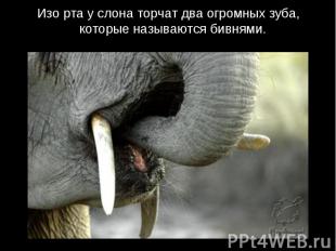 Изо рта у слона торчат два огромных зуба, которые называются бивнями.