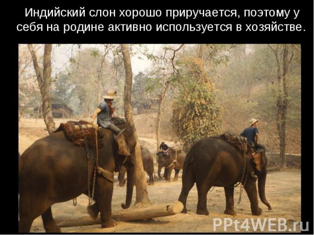 Индийский слон хорошо приручается, поэтому у себя на родине активно используется в хозяйстве.