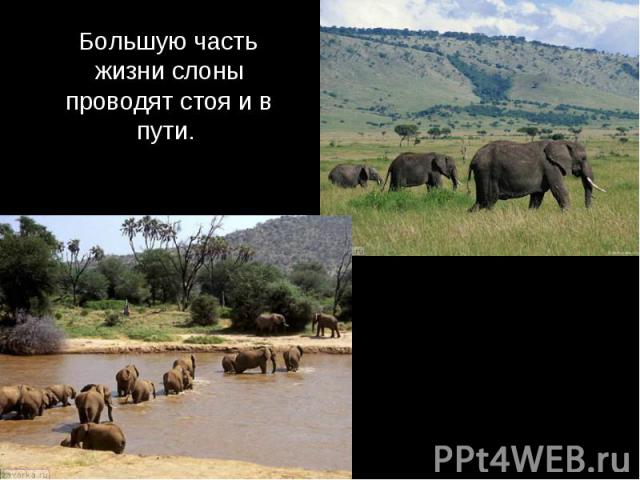Большую часть жизни слоны проводят стоя и в пути.