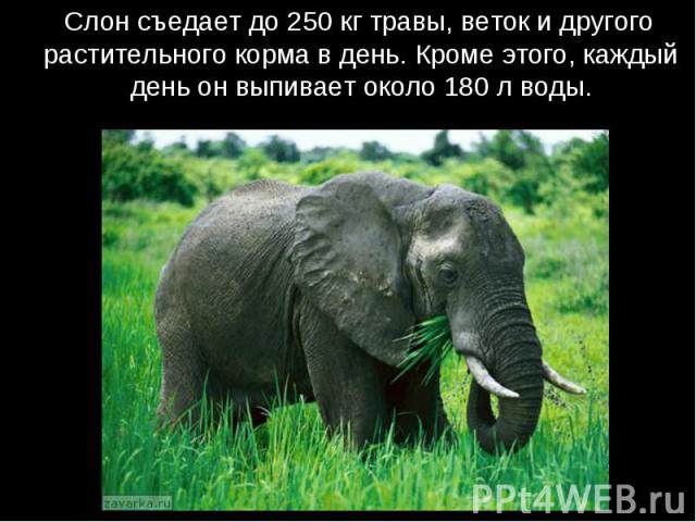 Слон съедает до 250 кг травы, веток и другого растительного корма в день. Кроме этого, каждый день он выпивает около 180 л воды.