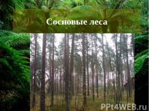 Сосновые леса