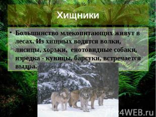 Хищники Большинство млекопитающих живут в лесах. Из хищных водятся волки, лисицы
