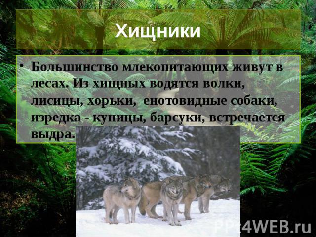 Хищники Большинство млекопитающих живут в лесах. Из хищных водятся волки, лисицы, хорьки,  енотовидные собаки, изредка - куницы, барсуки, встречается выдра.