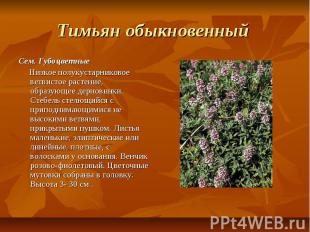 Тимьян обыкновенный Сем. Губоцветные Низкое полукустарниковое ветвистое растение