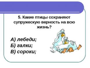 5. Какие птицы сохраняют супружескую верность на всю жизнь?А) лебеди;Б) галки;В)