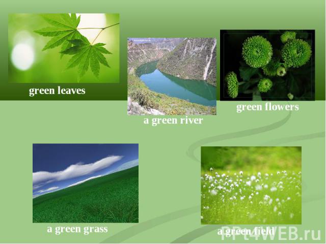 green leavesa green rivergreen flowersa green grassa green field