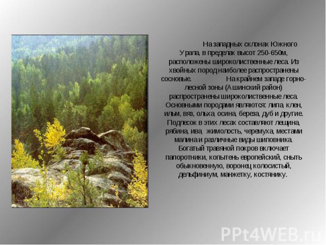 На западных склонах Южного Урала, в пределах высот 250-650м, расположены широколиственные леса. Из хвойных пород наиболее распространены сосновые. На крайнем западе горно-лесной зоны (Ашинский район) распространены широколиственные леса. Основными п…