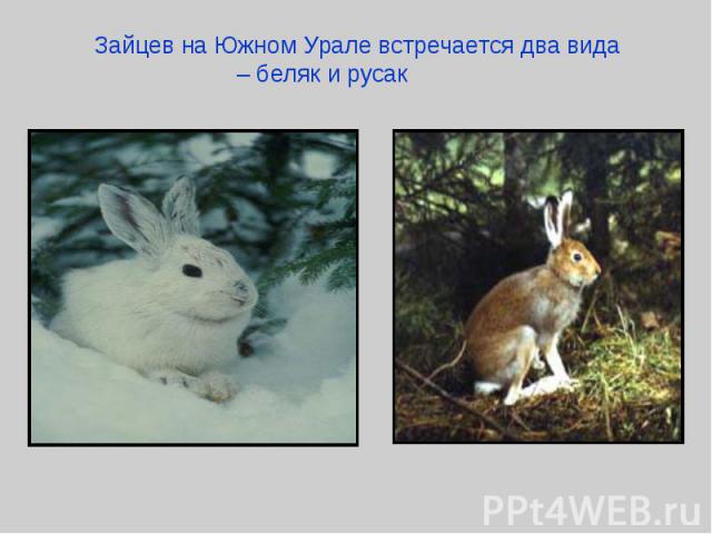 Зайцев на Южном Урале встречается два вида – беляк и русак