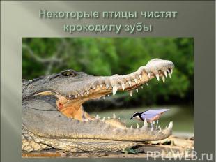 Некоторые птицы чистят крокодилу зубы