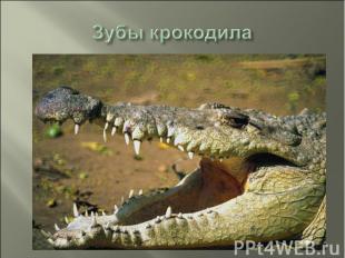 Зубы крокодила