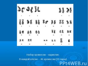 Набор хромосом – кариотип.В каждой клетке – 46 хромосом (23 пары)