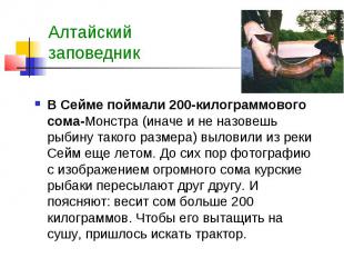 Алтайский заповедник В Сейме поймали 200-килограммового сома-Монстра (иначе и не