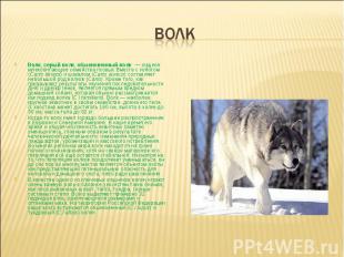 волк Волк, серый волк, обыкновенный волк  — хищное млекопитающее семейства псовы