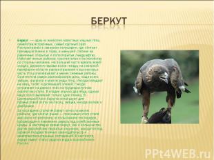 беркут Беркут  — одна из наиболее известных хищных птиц семейства ястребиных, са