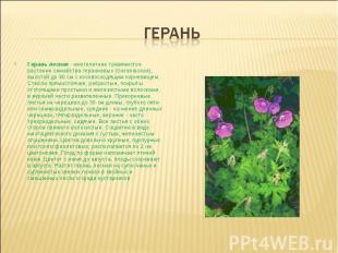 герань Герань лесная - многолетнее травянистое растение семейства гераниевых (Ge
