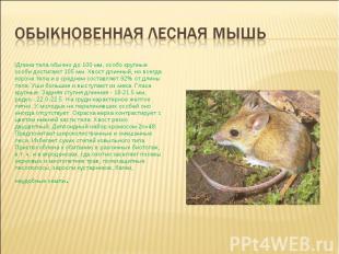 Обыкновенная лесная мышь Длина тела обычно до 100 мм, особо крупные особи достиг