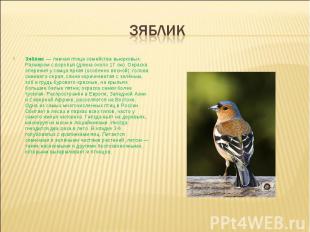 зяблик Зяблик  — певчая птица семейства вьюрковых. Размером с воробья (длина око