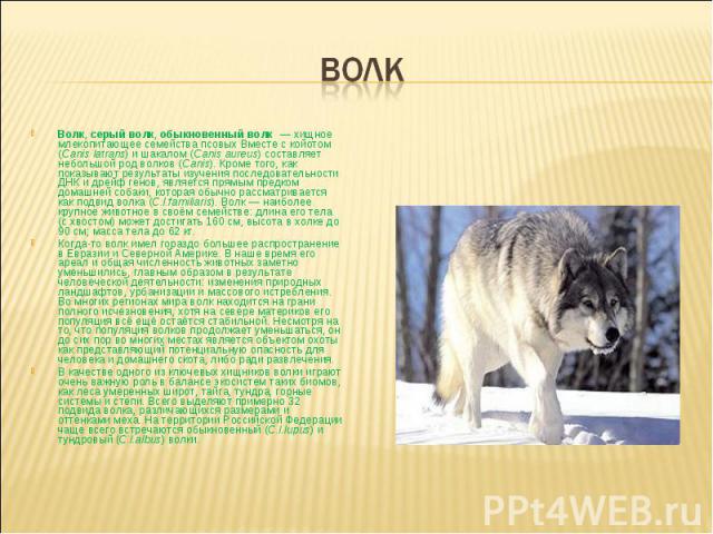 волк Волк, серый волк, обыкновенный волк  — хищное млекопитающее семейства псовых Вместе с койотом (Canis latrans) и шакалом (Canis aureus) составляет небольшой род волков (Canis). Кроме того, как показывают результаты изучения последовательности ДН…