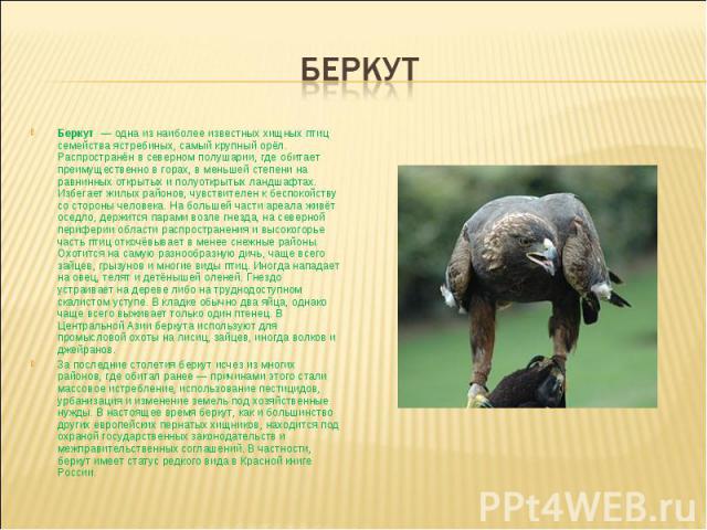 беркут Беркут  — одна из наиболее известных хищных птиц семейства ястребиных, самый крупный орёл. Распространён в северном полушарии, где обитает преимущественно в горах, в меньшей степени на равнинных открытых и полуоткрытых ландшафтах. Избегает жи…