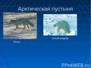 Арктическая пустыня ПесецБелый медведь