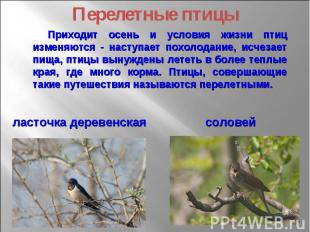 Перелетные птицы Приходит осень и условия жизни птиц изменяются - наступает похо