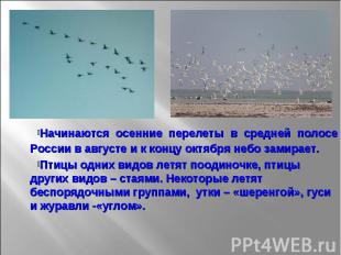 Начинаются осенние перелеты в средней полосе России в августе и к концу октября