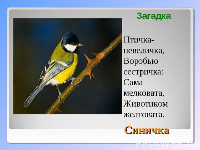 Птичка-невеличка,Воробью сестричка:Сама мелковата,Животиком желтовата.Синичка