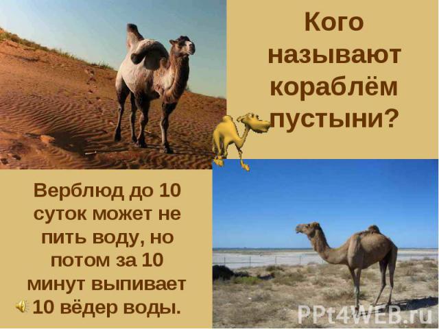 Кого называют кораблём пустыни? Верблюд до 10 суток может не пить воду, но потом за 10 минут выпивает 10 вёдер воды.