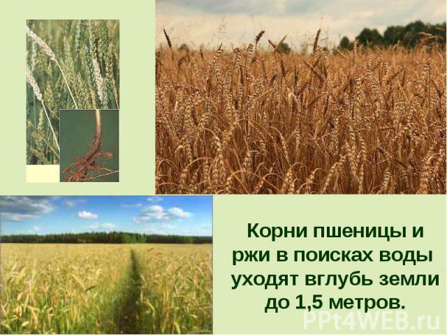 Корни пшеницы и ржи в поисках воды уходят вглубь земли до 1,5 метров.