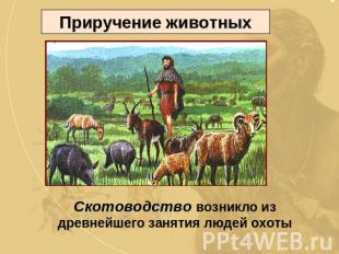 Приручение животных Скотоводство возникло из древнейшего занятия людей охоты