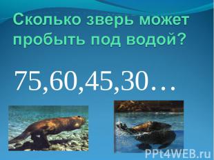 Сколько зверь может пробыть под водой?