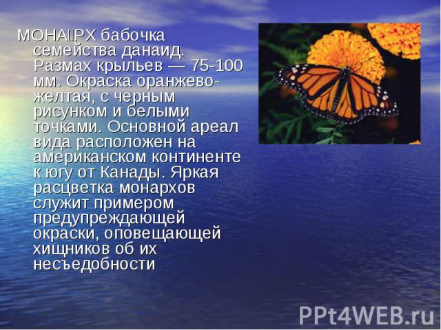 МОНАРХ бабочка семейства данаид. Размах крыльев — 75-100 мм. Окраска оранжево-желтая, с черным рисунком и белыми точками. Основной ареал вида расположен на американском континенте к югу от Канады. Яркая расцветка монархов служит примером предупрежда…