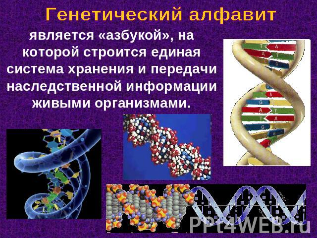 Генетический алфавит является «азбукой», на которой строится единая система хранения и передачи наследственной информации живыми организмами.