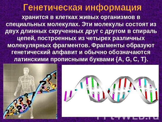 Генетическая информация хранится в клетках живых организмов в специальных молекулах. Эти молекулы состоят из двух длинных скрученных друг с другом в спираль цепей, построенных из четырех различных молекулярных фрагментов. Фрагменты образуют генетиче…