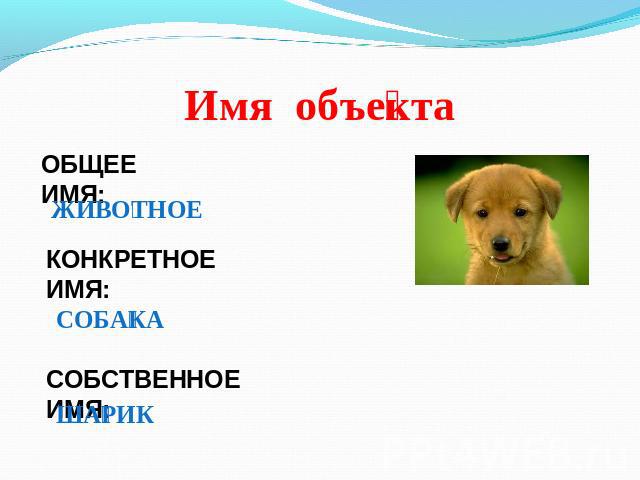 Хозяева клички. Имена для собак. Имя для щенка мальчика. Имена для собак мальчиков русские. Клички животных собак мальчиков.