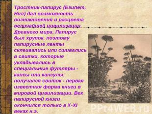 Тростник-папирус (Египет, Нил) дал возможность возникновения и расцвета величайш