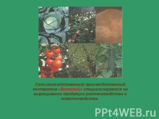 Сельскохозяйственный производственный кооператив «Волжский» специализируется на выращивании продукции растениеводства и животноводства.