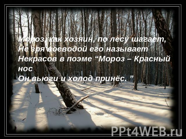 Мороз, как хозяин, по лесу шагает, Не зря воеводой его называетНекрасов в поэме “Мороз – Красный носОн вьюги и холод принёс. ”