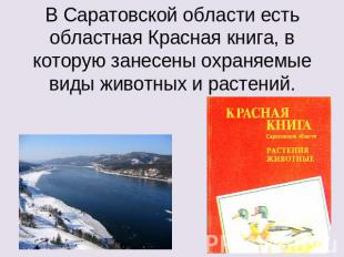В Саратовской области есть областная Красная книга, в которую занесены охраняемы