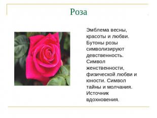 Роза Эмблема весны, красоты и любви. Бутоны розы символизируют девственность. Си
