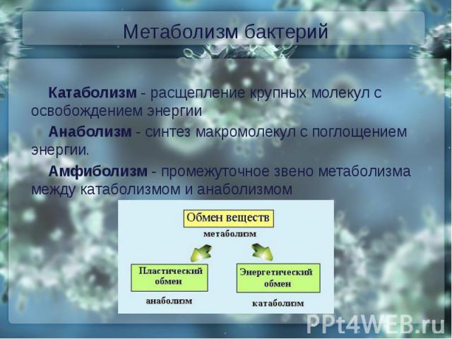 Презентация К Курсовой Работе Метаболизм Микроорганизмов